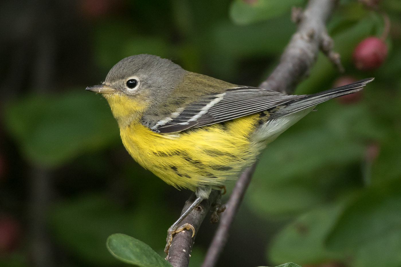 Magnolia Warbler (1st fall) – Jeremy Meyer Photography