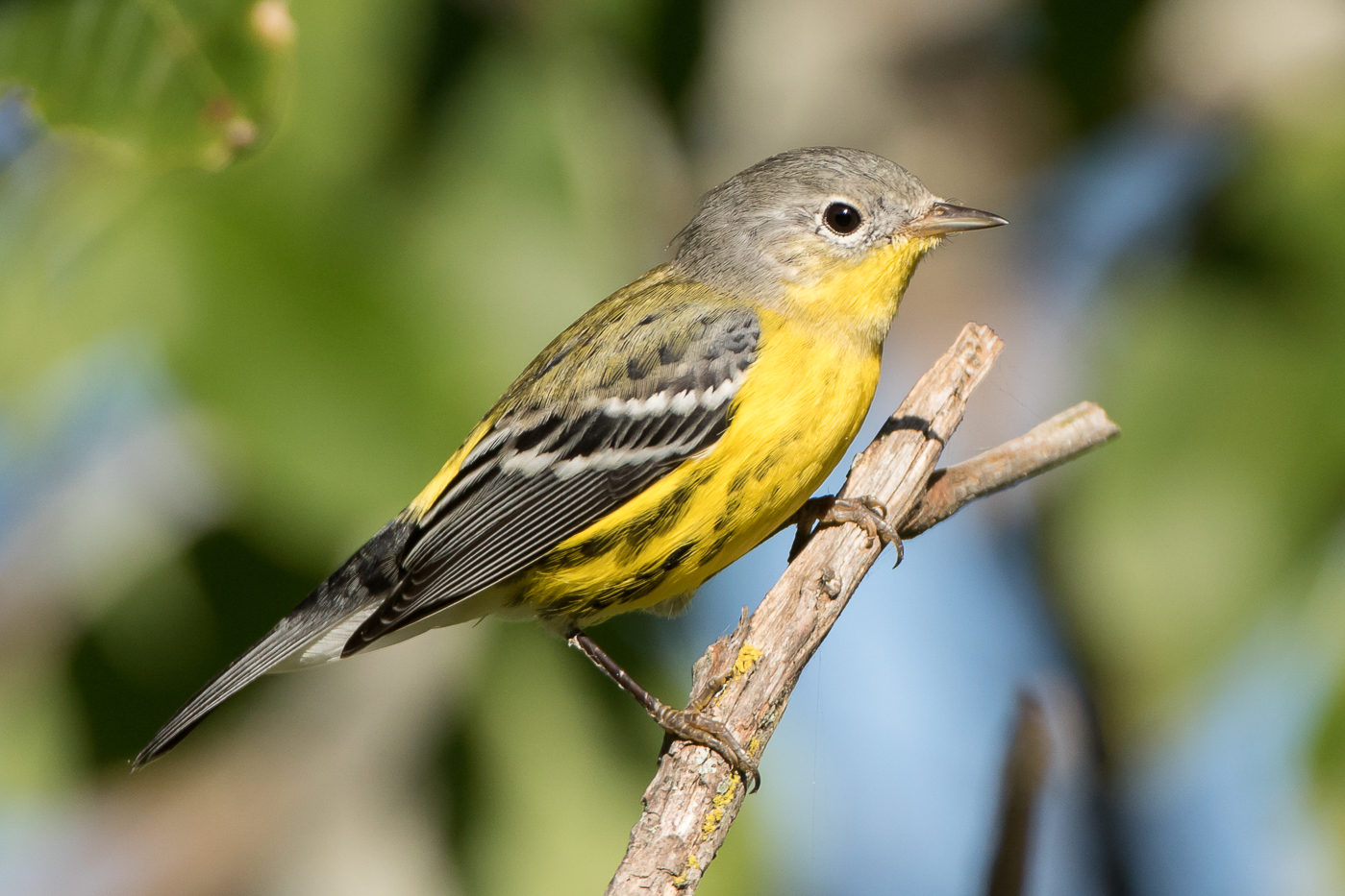 Magnolia Warbler (1st fall) – Jeremy Meyer Photography