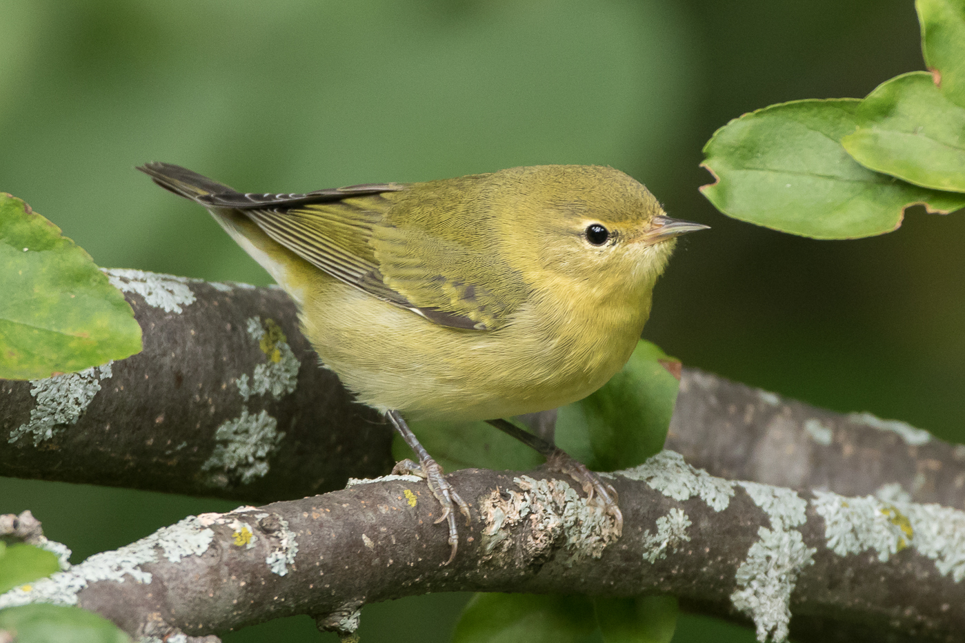 Tennessee Warbler (1st fall) – Jeremy Meyer Photography