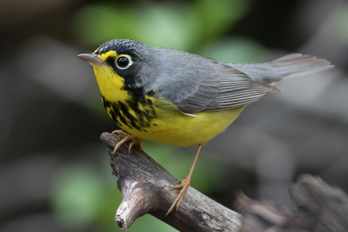 2019 Spring Warbler Migration – Jeremy Meyer Photography