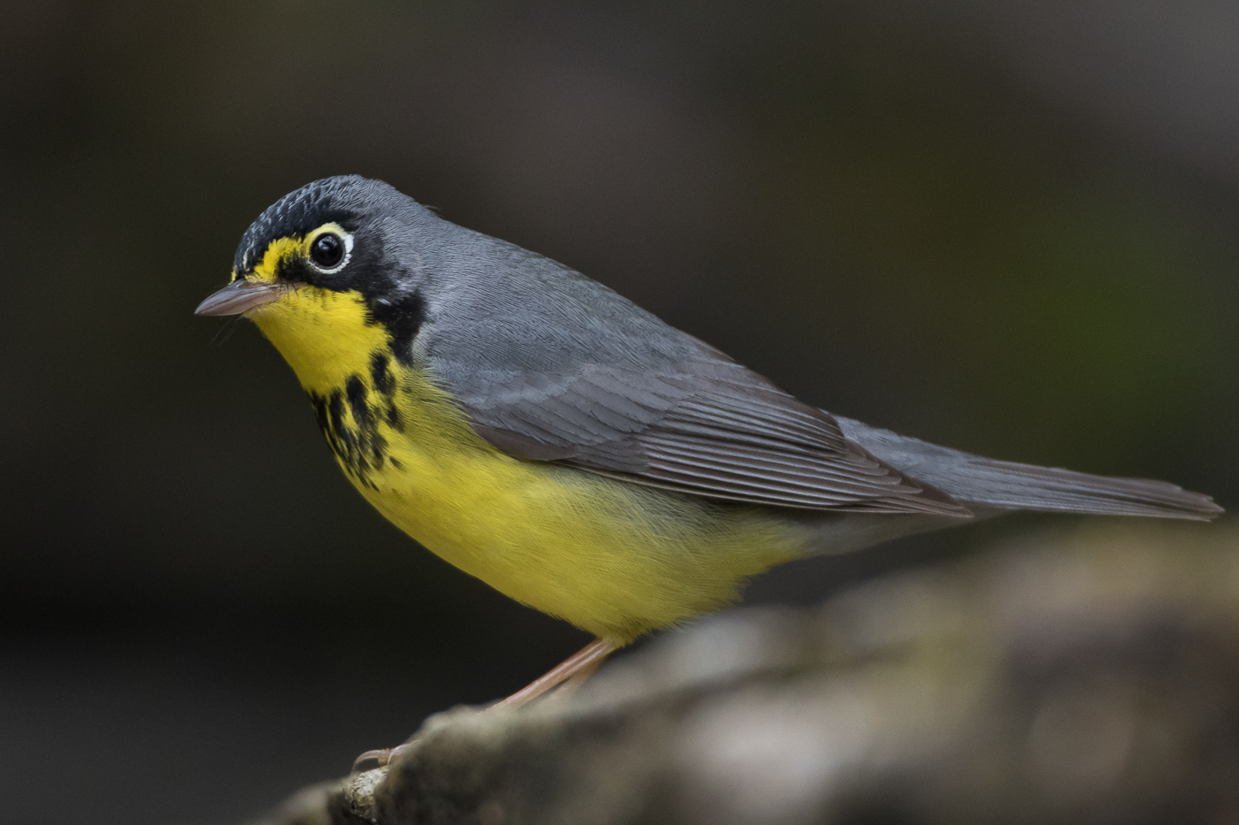 Canada Warbler (male-spring) – Jeremy Meyer Photography