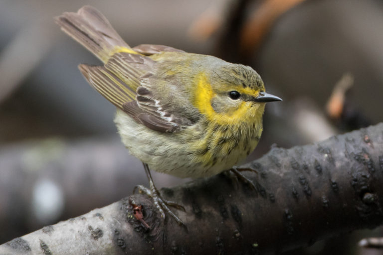 Cape May Warbler (female-spring) – Jeremy Meyer Photography