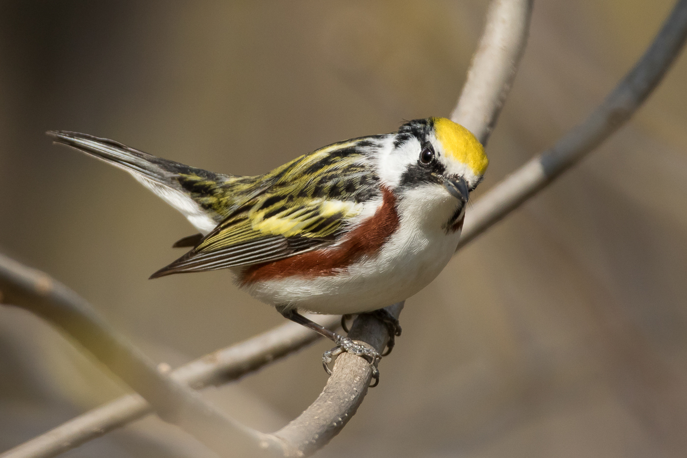 Chestnut-sided Warbler (male-spring) – Jeremy Meyer Photography