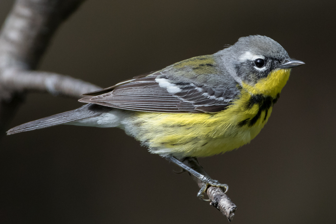 2019 Spring Warbler Migration – Jeremy Meyer Photography