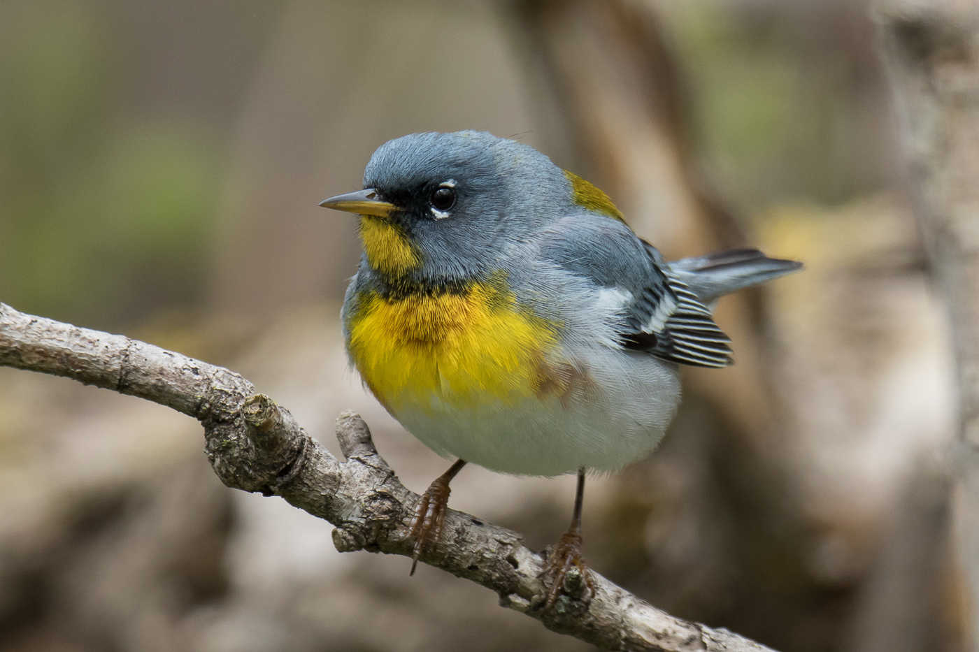 Northern Parula (male-spring) – Jeremy Meyer Photography