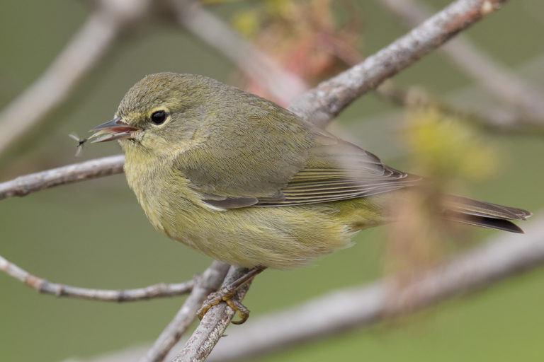 Orange-crowned Warbler (female-spring) – Jeremy Meyer Photography