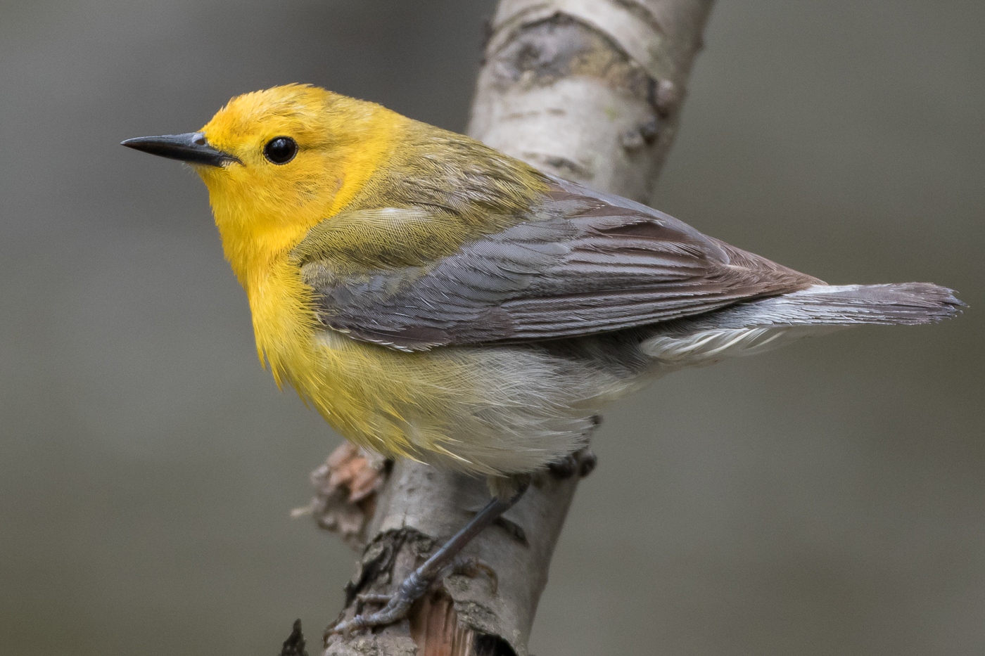 Prothonotary Warbler (female-spring) – Jeremy Meyer Photography