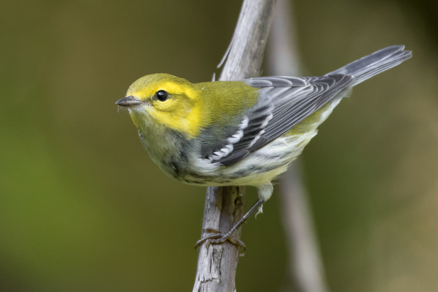 Black-throated Green Warbler (female-fall) – Jeremy Meyer Photography