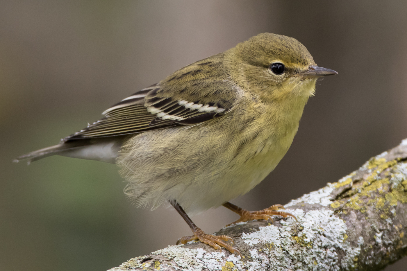 Blackpoll Warbler (1st fall) – Jeremy Meyer Photography