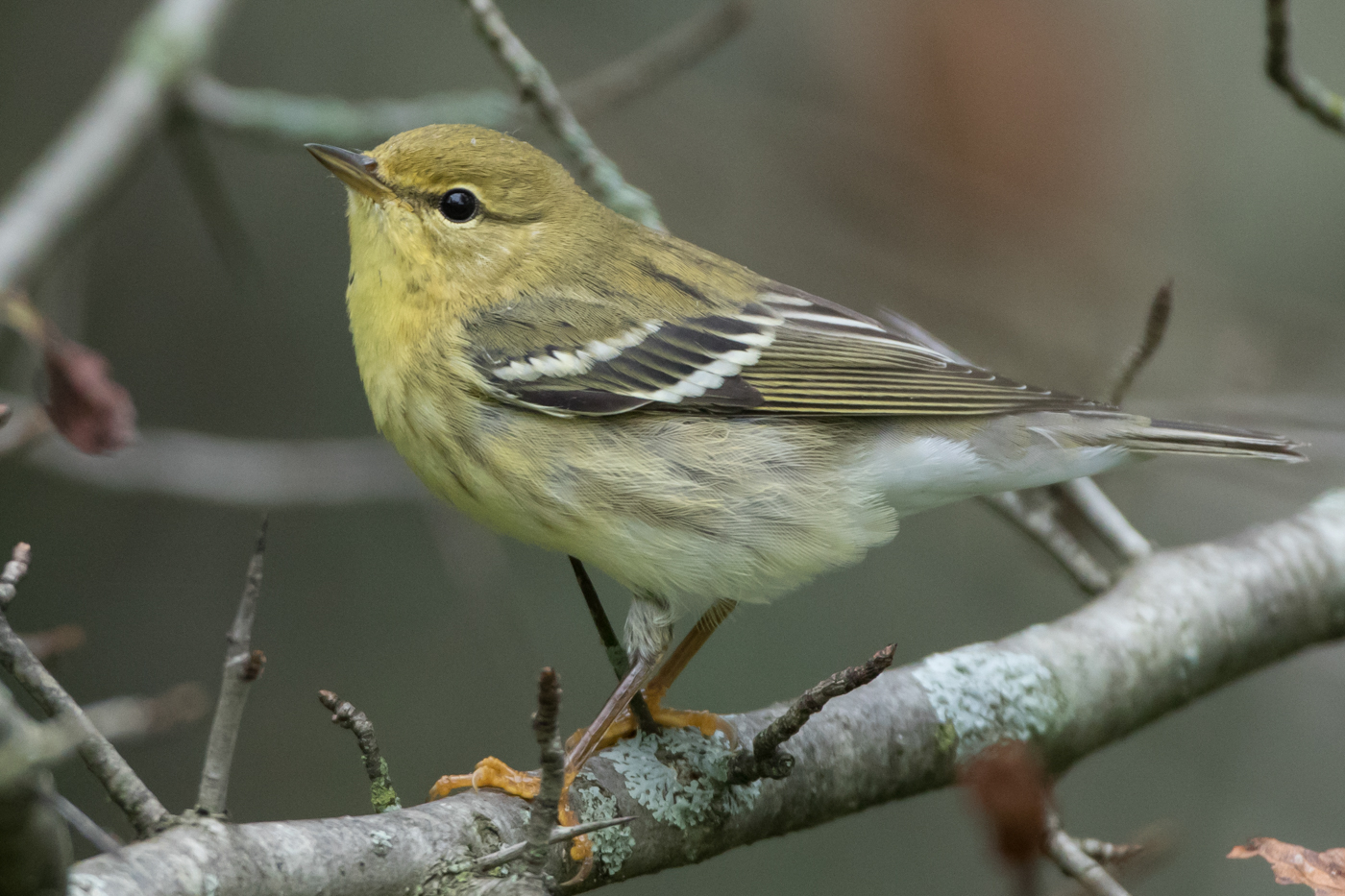 Blackpoll Warbler (1st fall) – Jeremy Meyer Photography