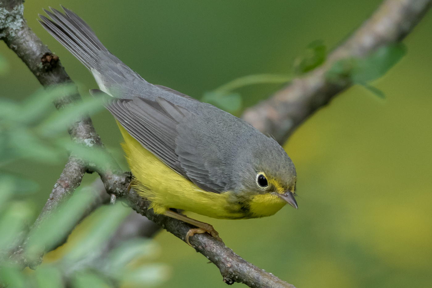 Canada Warbler (male-1st fall) – Jeremy Meyer Photography