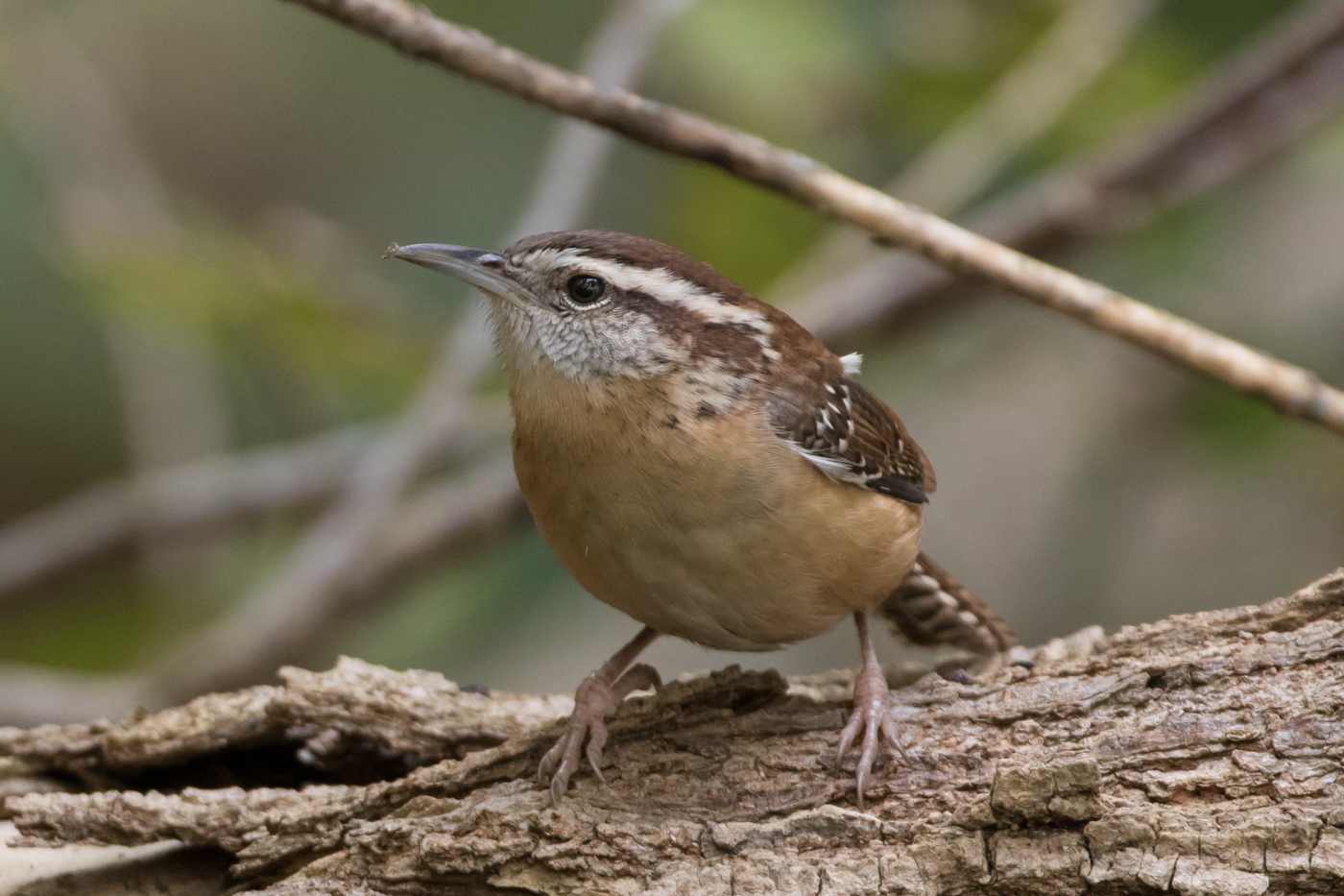 Carolina Wren (male) – Jeremy Meyer Photography