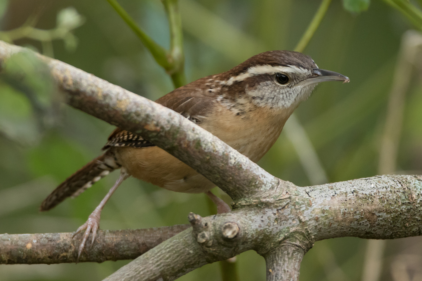 Carolina Wren (male) – Jeremy Meyer Photography