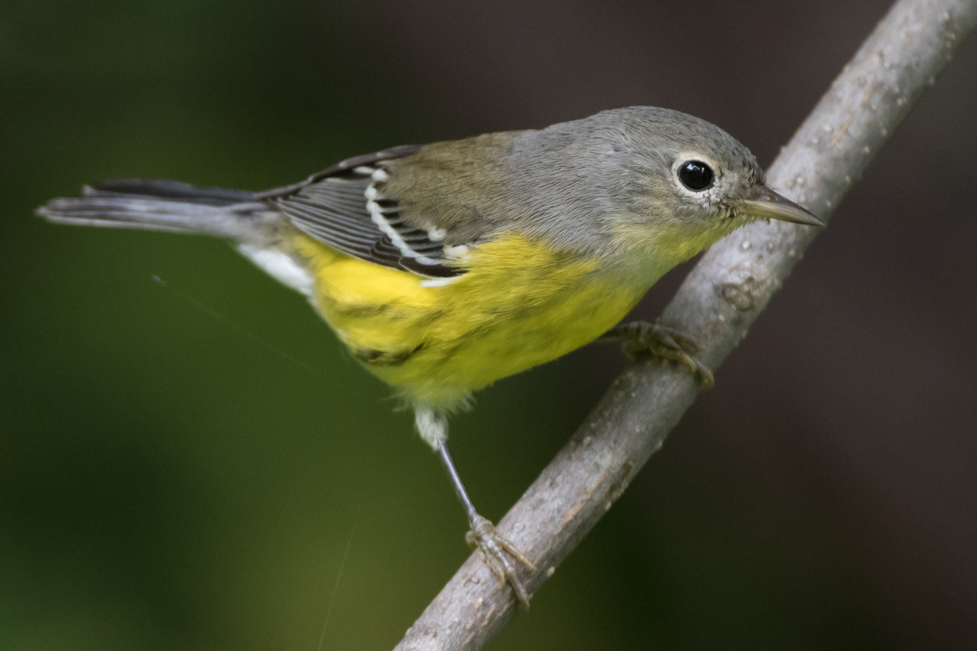 Magnolia Warbler (1st fall) – Jeremy Meyer Photography