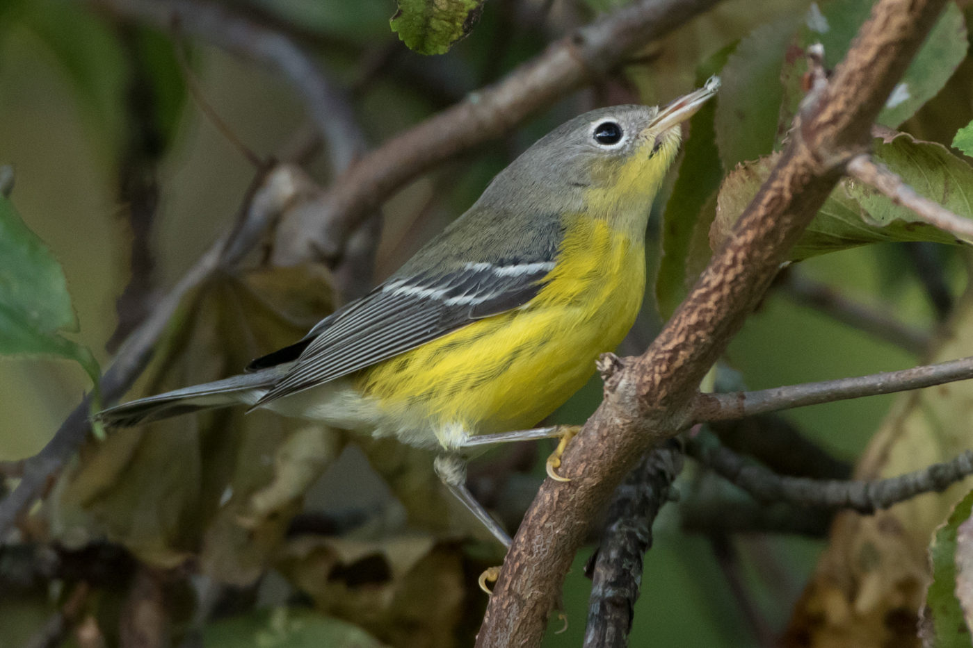 Magnolia Warbler (1st fall) – Jeremy Meyer Photography