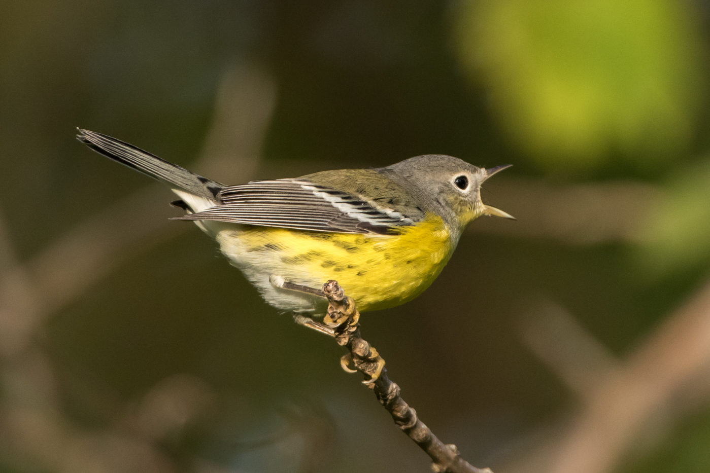 Magnolia Warbler (1st fall) – Jeremy Meyer Photography