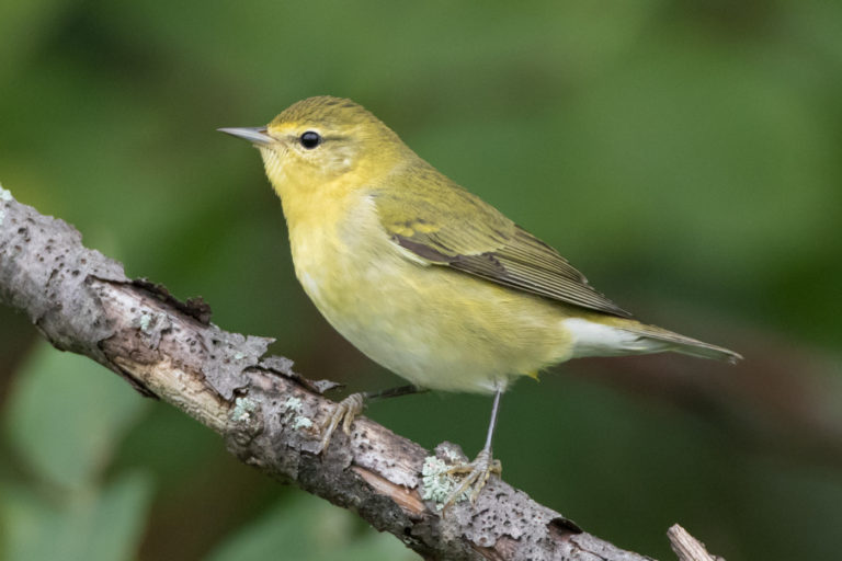 Tennessee Warbler (1st fall) – Jeremy Meyer Photography
