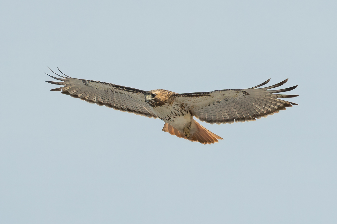 Red Tailed Hawk Adult Jeremy Meyer Photography