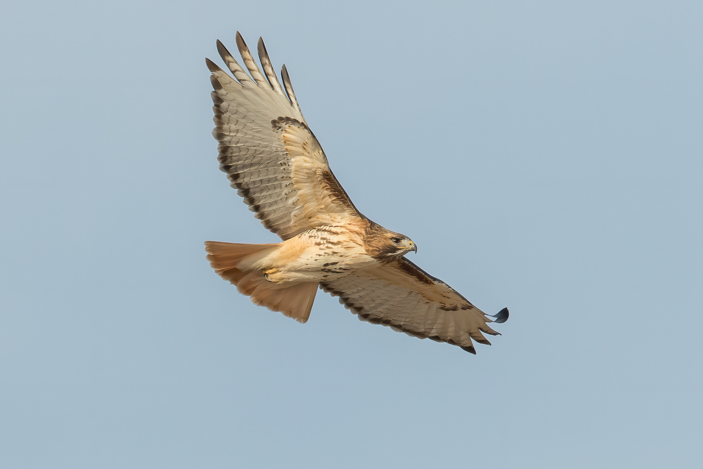 Red Tailed Hawk Adult Jeremy Meyer Photography