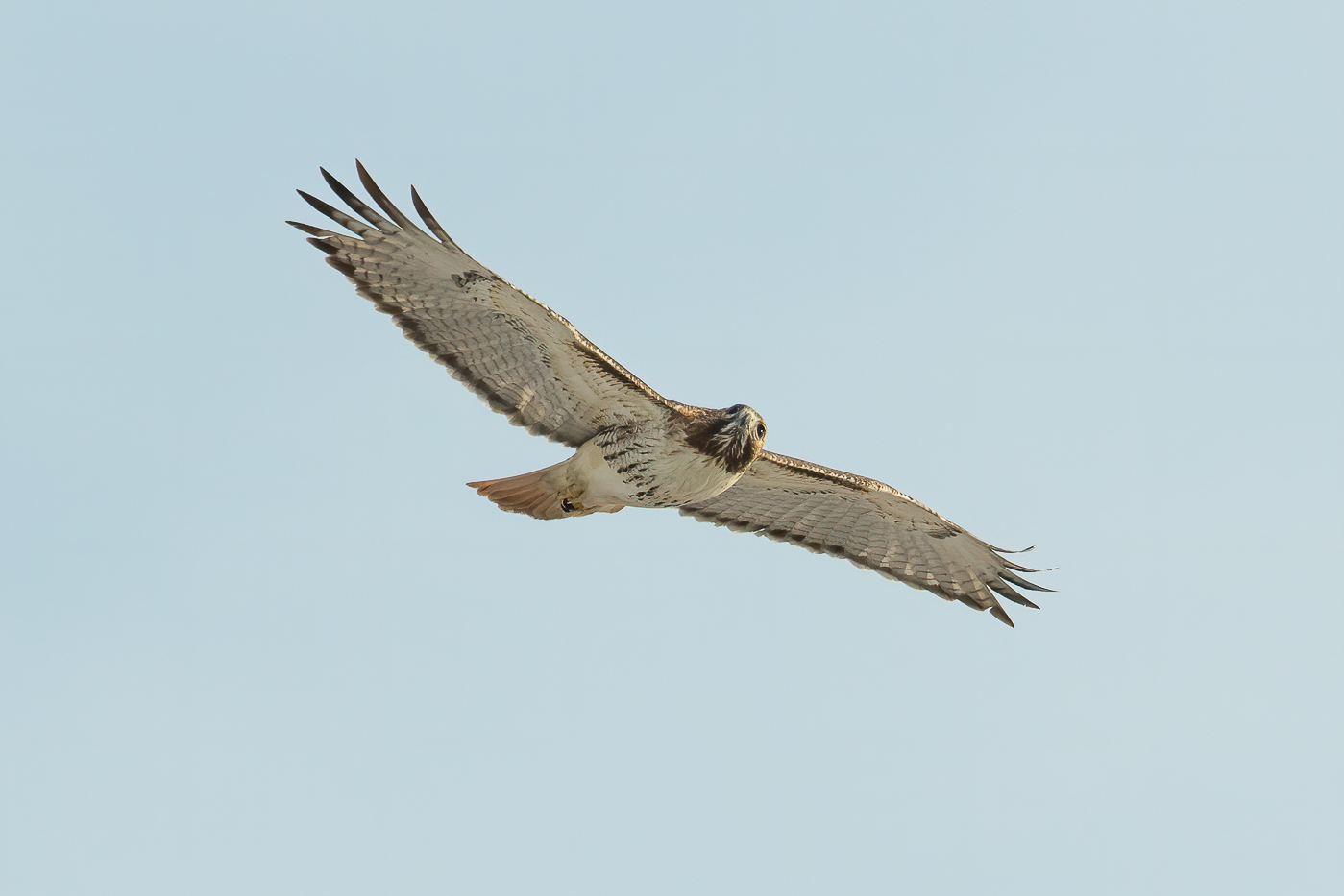 Red Tailed Hawk Adult Jeremy Meyer Photography