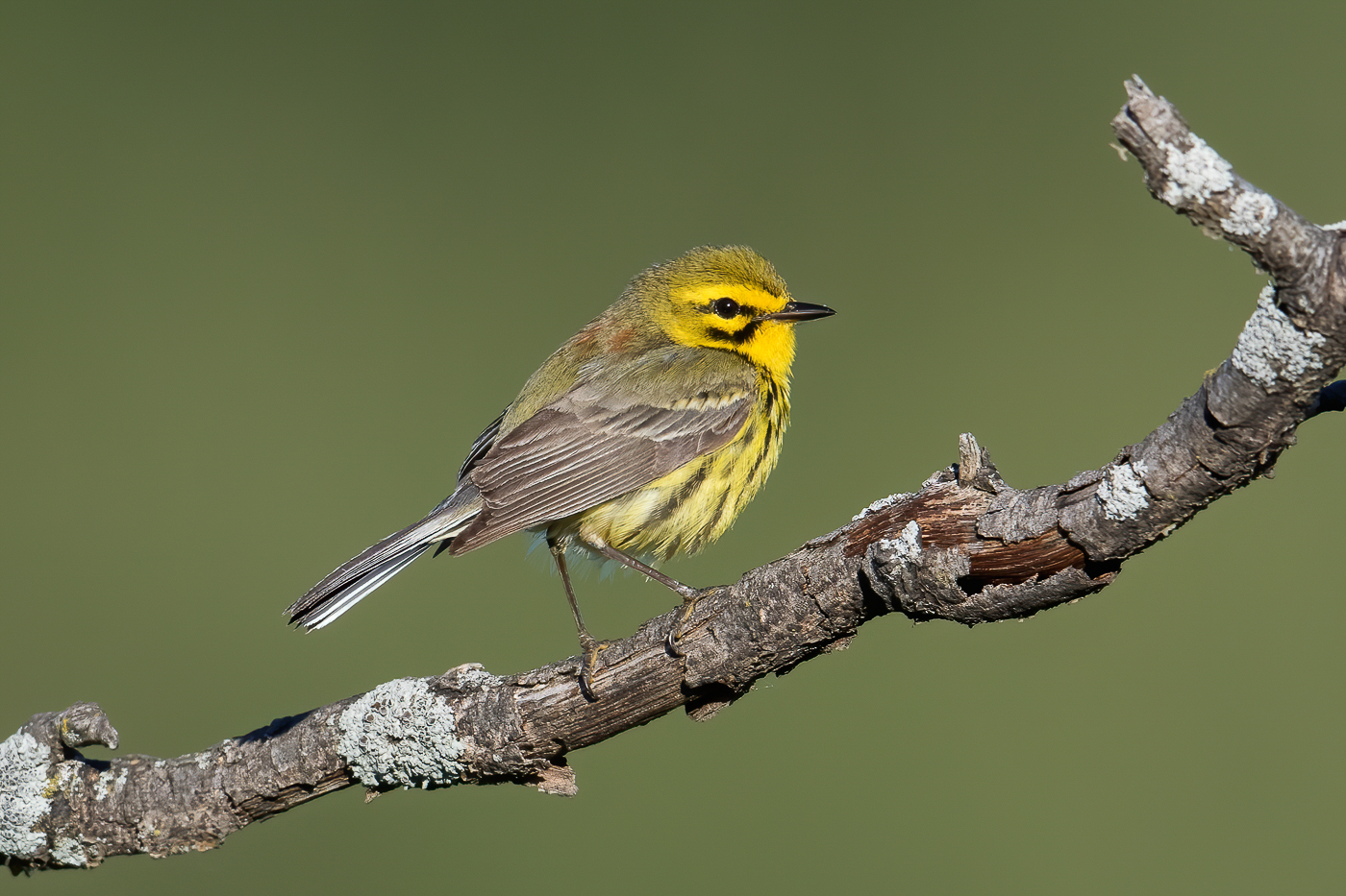 Prairie/Kirtland’s Warblers in Adams County 6/13/20 – Jeremy Meyer ...