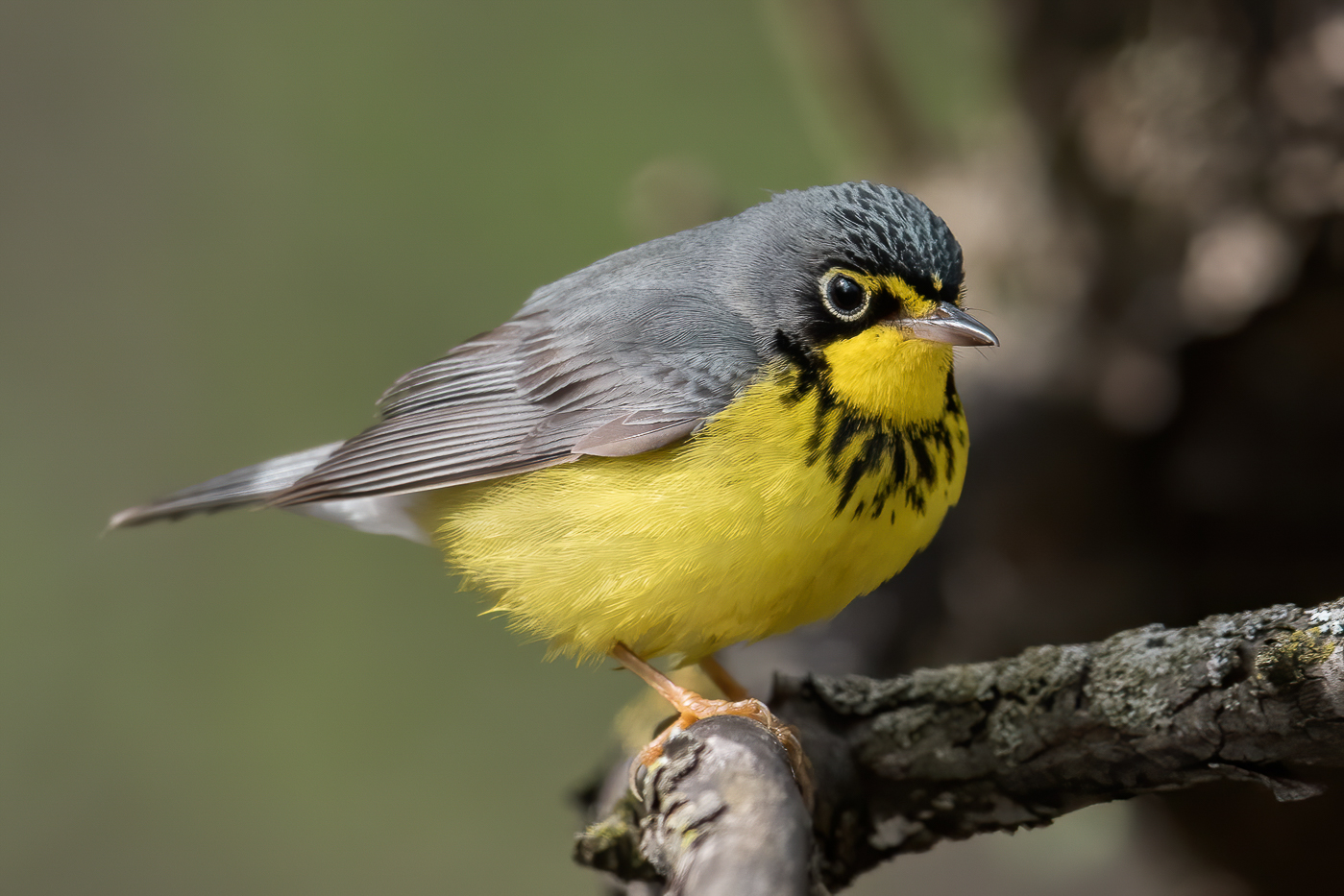 Canada Warbler (male-spring) – Jeremy Meyer Photography