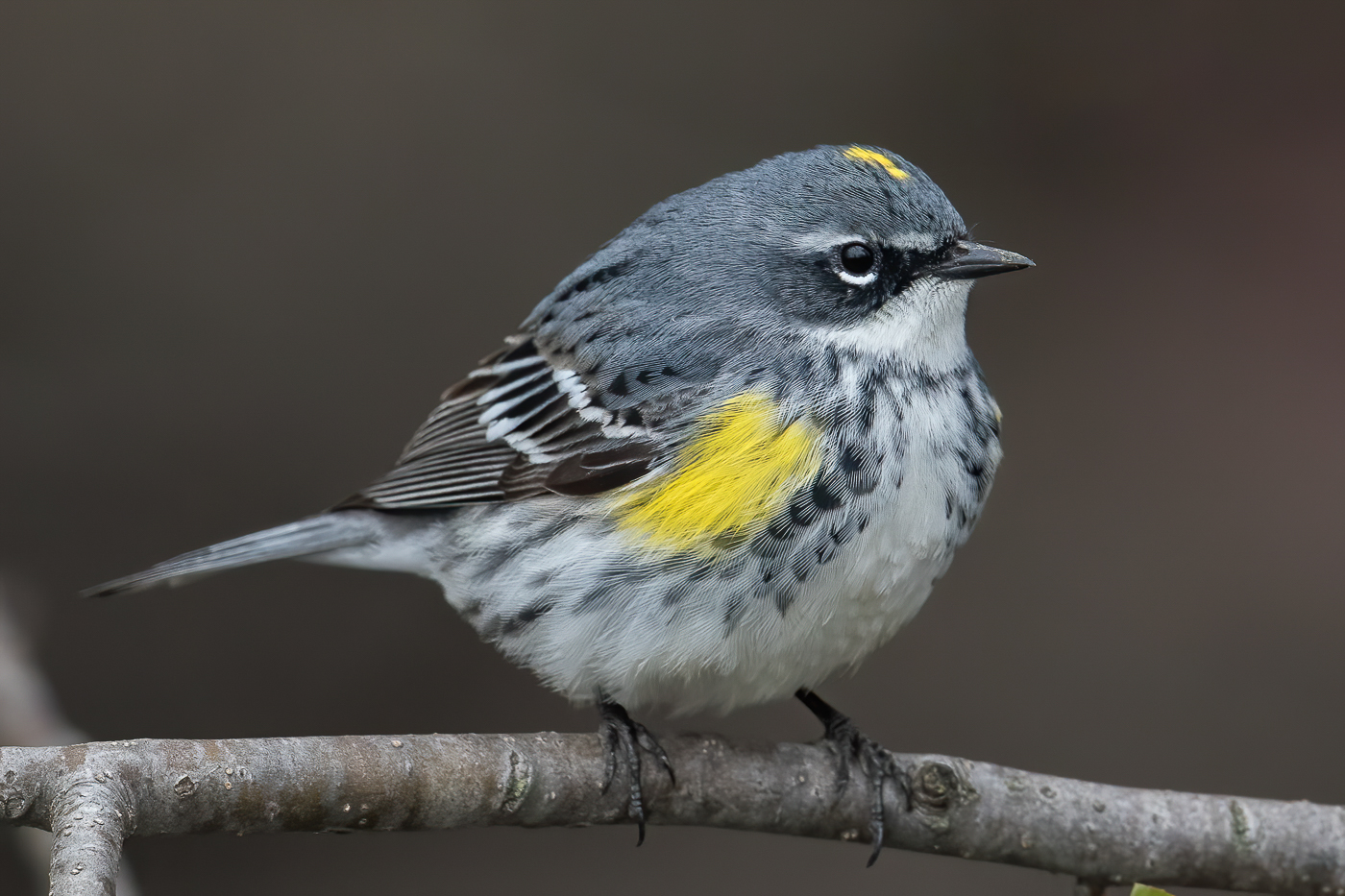 Birds in Wisconsin – Jeremy Meyer Photography