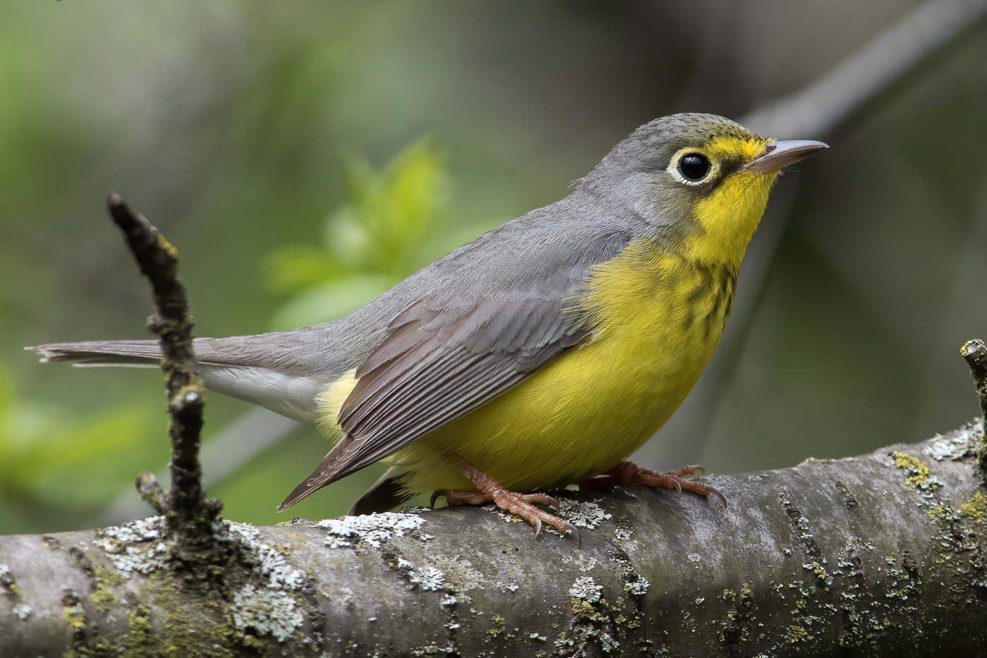 Canada Warbler (female-spring) – Jeremy Meyer Photography