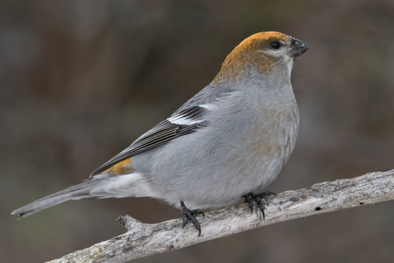 Pine Grosbeak (female-winter) – Jeremy Meyer Photography