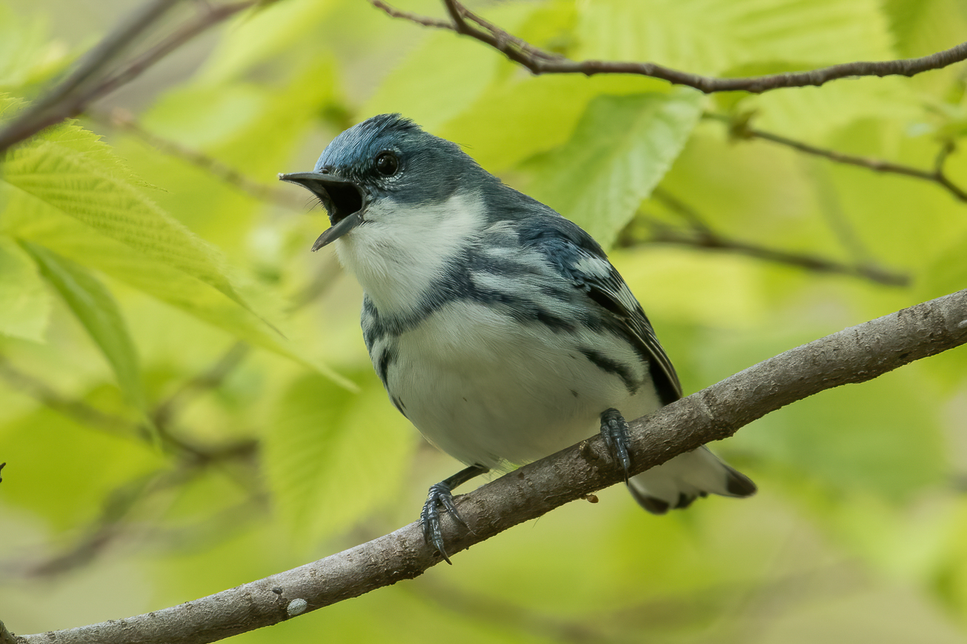 Cerulean Warblers at Ottawa Lake Campground – Jeremy Meyer Photography